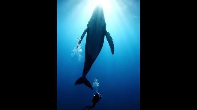 爱情动作片网站 - 深蓝星球：探索海洋深处的未知世界